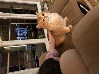 BRITISH GOLDEN SHORTHAIR