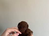 EN KALİTELİ POODLE YAVRULARI