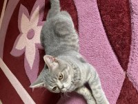 British shorthair 7 aylık