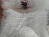 POMERANİAN BOO BEBEKLER