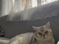 1.5 yaşında British Shorthair Silver Erkek