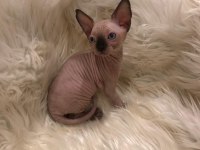 0 tüy colorful sphynx bebekler
