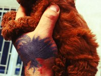 Toy poodle red brown dişi
