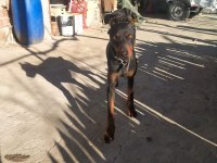 Erkek dişi Doberman