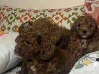 Tea cup toy poodle