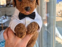 KUCUK SEVIMLI MINIK KÖPEKLER