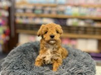 Orjinal Babyface Maltipoo Bebeklerimiz