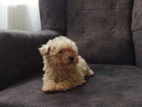Maltipoo cinsi yavrularımız