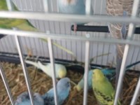 Muhabbet Kuşu Yavru Veya Yetişkin
