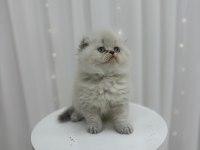 IRK VE SAĞLIK GARANTİLİ SCOTTİSH FOLD KEDİLER