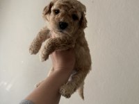 Toy Poodle Köpeği 40 Günlük