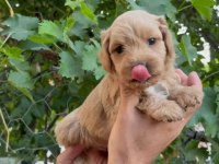 Mükemmel güzellikte maltipoo bebekler