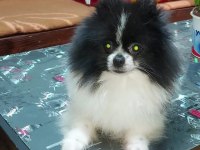 Pomeranian Boo