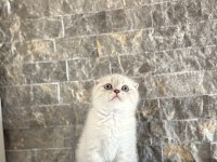SCOTTISH FOLD SILVER YAVRULARIM 