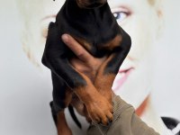 S400 füzesi doberman yavrular