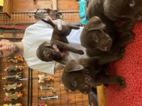 Burkemden en güzel dost Labrador retriever