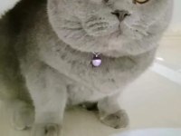 British shorthair boncuk yeni yuvasını arıyor