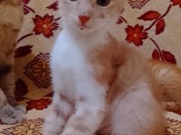 Acil sahiplendirme kediler