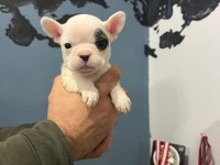 Safkan French Bulldog Yavrularımız 45 Günlük