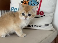 En güzel ny12 golden british shorthair yavrularımız