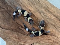 YAVRU AFT GECKOLAR