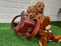 Toy poodle Puppy sağlık ırk garantili