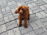Sağlıklı Toy Poodle 9 Aylık