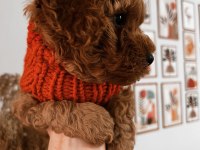 Ailesine Gitmeyi Bekleyen Bir Poodle Bebek