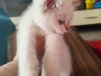 60 günlük british shorthair blue point
