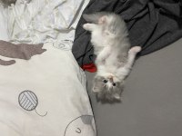 British longhair/ British shorthair