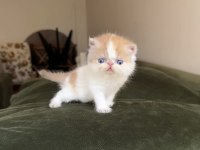 Tek Erkek snoopy Exotic shorthair bebek