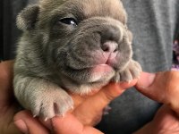 French Bulldog Dişi