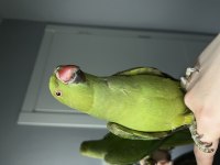 8 aylık evcil pakistan papağanı