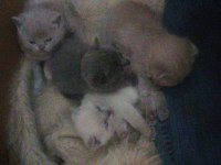 Scottish fold yavru Antalya yeni