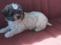 Terrier yavru