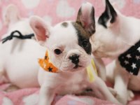 FRENCH BULLDOG YAVRULARI