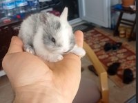 Cüce Tavşan (nedherland dwarf)
