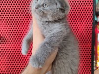 A Kalite Dişi Erkek Top Kafa Scottish Fold Yavrularımız