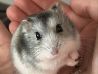 Hamster Gonzales Yavrularımız Heryere Gönderim