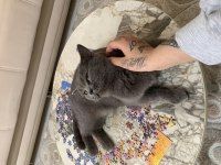 Dişi british shorthair 1 yaşında