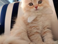 Son British Longhair Bebeklerim Ailesini Arıyor