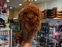 IRK VE SAĞLIK GARANTİLİ KORE TOY POODLE YAVRULARIMIZ
