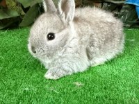 SAFKAN HOLLANDA LOP VE CÜCE TAVŞANLAR