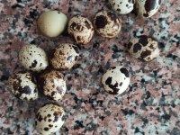 Sağlıklı Yavru, dişi erkek bıldırcın mevcuttur