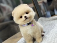 Sağlık Ve Irk Garantili Pomeranian