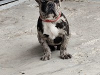 ERKEK 1.5 YAŞINDA FRENCH BULLDOG