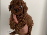 Toy Poodle Canlar Orijinal Ev Doğumlu