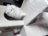 Safkan British Longhair Erkek