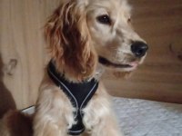 10 aylık safkan cocker