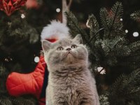 British Shorthair Yavrularımız